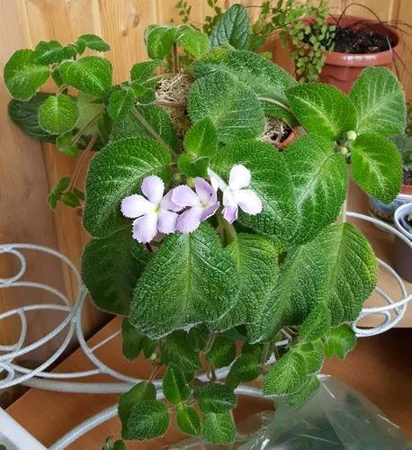 Episcia Lilacina