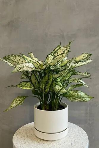 Chinese Evergreen Osaka White