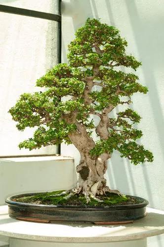 Fukien Tea