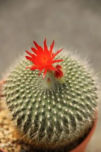 Scarlet Ball Cactus