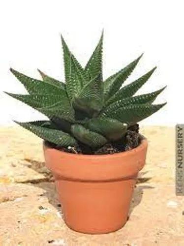 Haworthia Resendeana