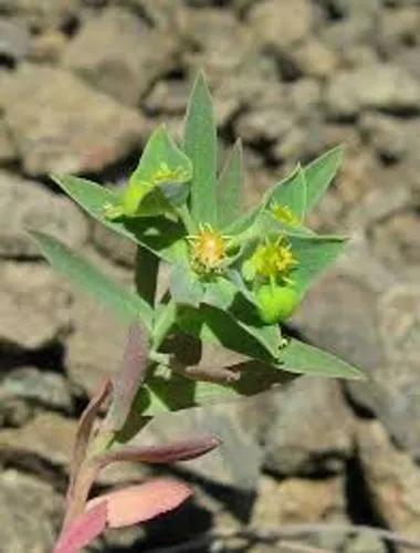 Common Spurge