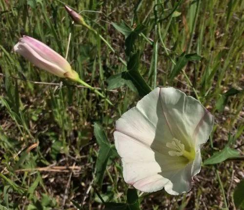 Pacific False Bindweed