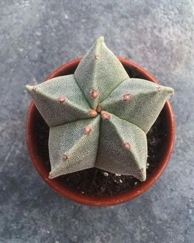 Star cactus