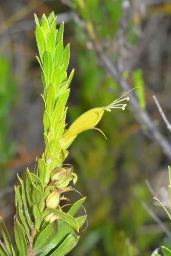 Eremophila Glabra