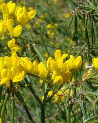 Coronilla Juncea