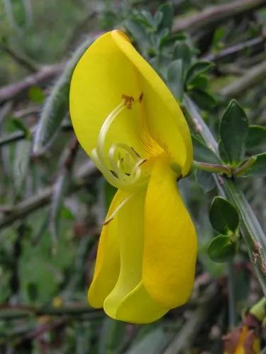 European Broom