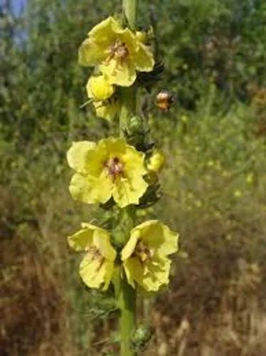 Twiggy Mullein And Wand Mullein
