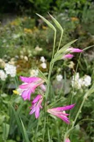 Italian Gladiolus