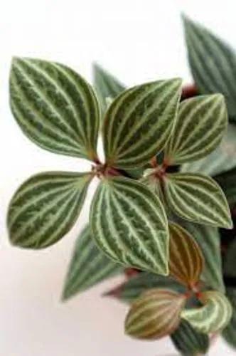 Peperomia Tetragona