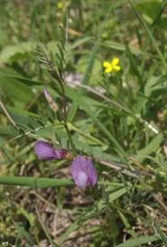 Slender-Leaved Vetch, Wandering Vetch