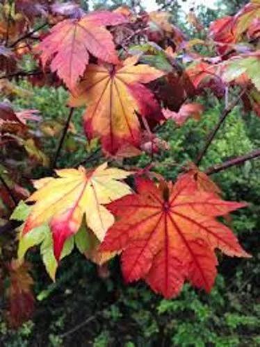 Acer Japonicum