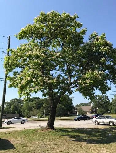 Northern Catalpa