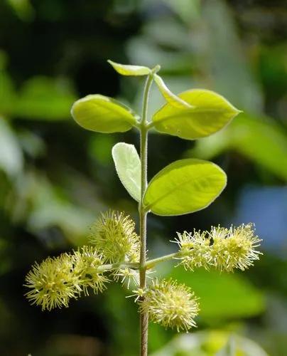Combretum Woodii