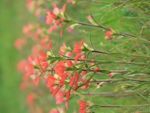 Castilleja Indivisa