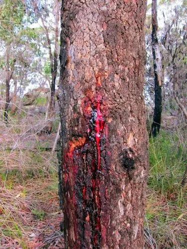 Bloodwood Tree