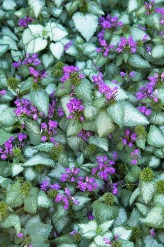 Spotted Deadnettle