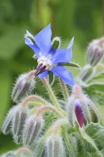 Borage