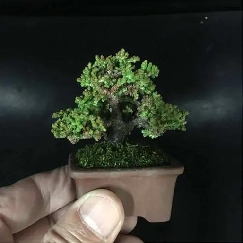 Japanese Pepper Tree Bonsai