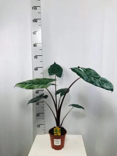 Alocasia Yucatan Princess