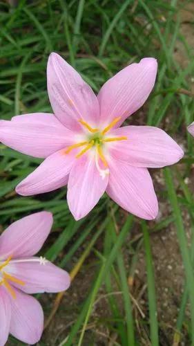 Zephyrlily cubano