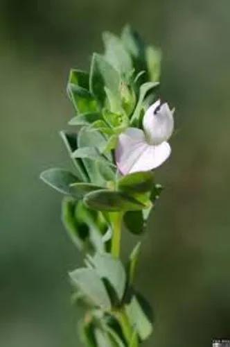 Coimbrensis