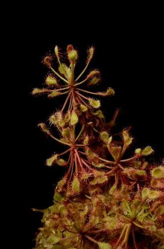 Drosera Madagascariensis