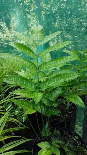 Bamboo Fern