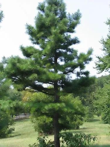 Shortleaf Pine