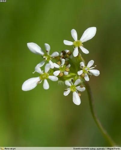 Scandix Australis