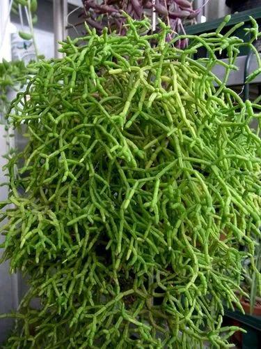 Rhipsalis Micrantha