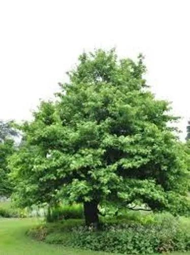 Liquidambar Orientalis