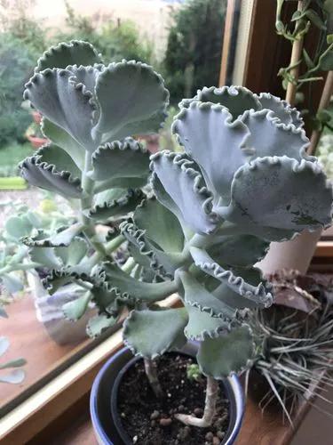 Silver Ruffles Plant