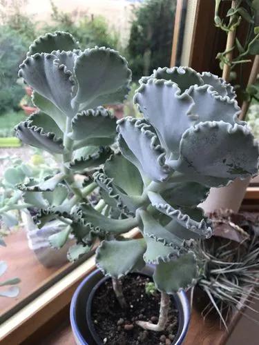 Silver Ruffles Plant