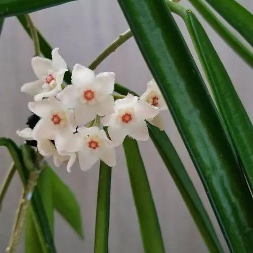 Hoya Shepherdii