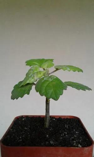 Plectranthus Ernstii 'Caudex Root'