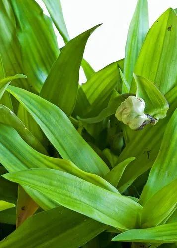 Murdannia Loriformus 'Bright Star'