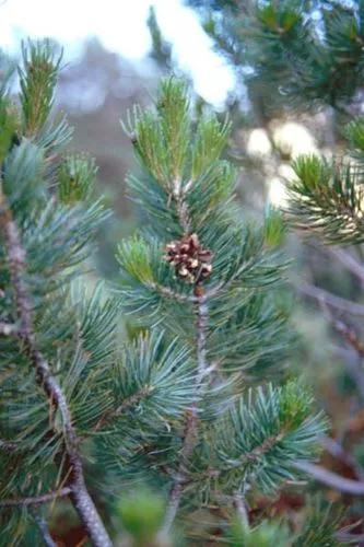 Pinyon Pine