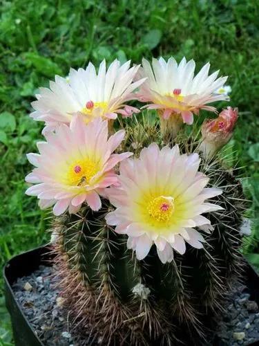 Tom Thumb Cactus