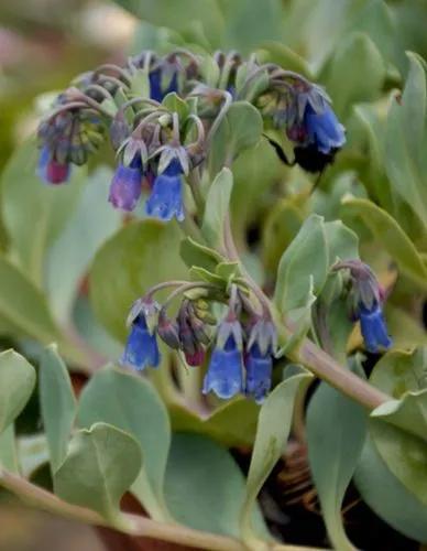 Mertensia Maritima