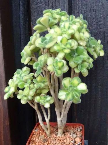 Aeonium Lindleyi