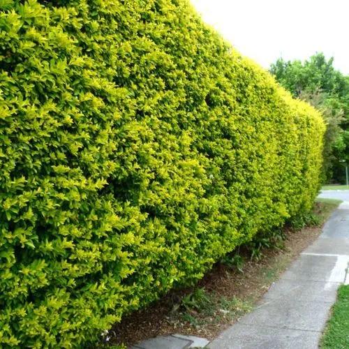 Duranta Hedge