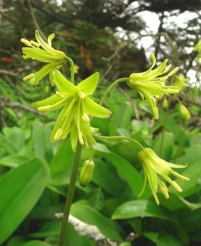 Blue-bead Lily