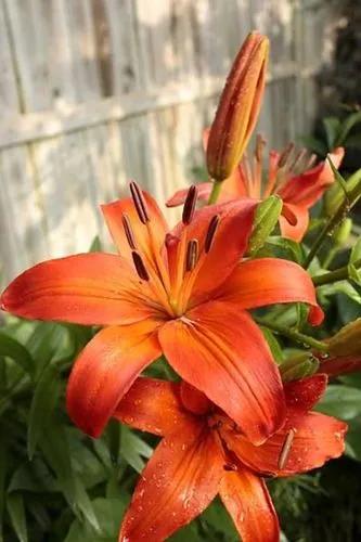 Daylilies