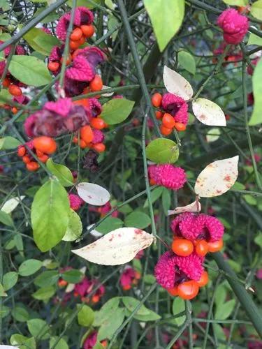 Strawberry Bush
