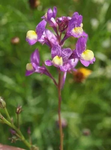 Linaria Maroccana