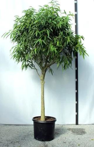 Ficus Alii