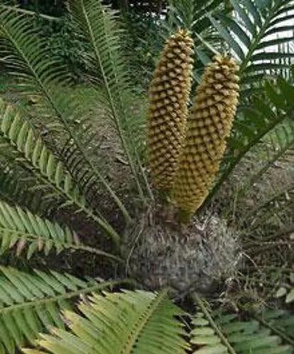 Natal Cycad