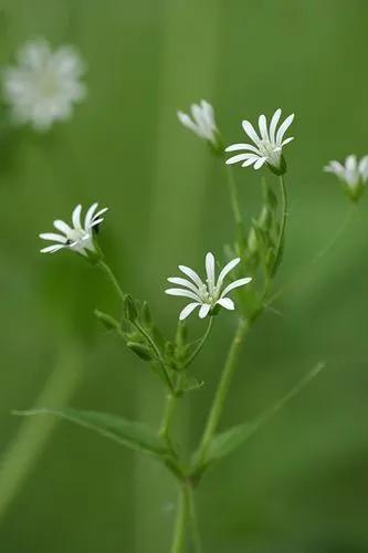 Stellaria Nemorum