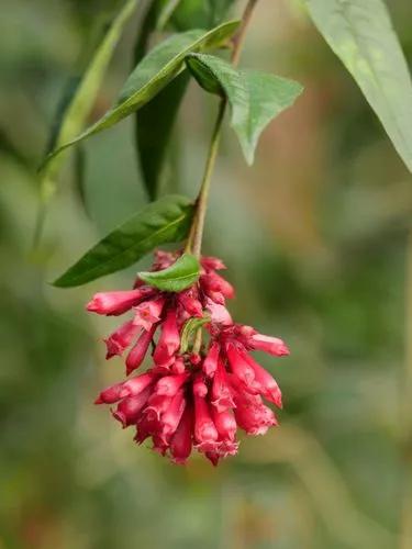 Cestrum Elegans